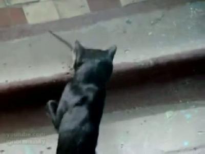 Kedi Ve Fare Karşılaşırsa Nolur