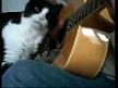 video Müzikten çok hoşlanan kedi!