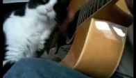 video Müzikten çok hoşlanan kedi!