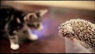 Kedi ve kirpinin tanışmasına bakın!