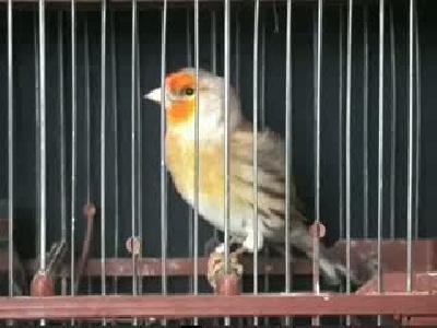 Zoo Pet