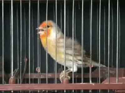 zoopetshop.net