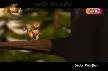 DADA� KELO�LAN IN R�YASI YEN� 2013  facebook  YouT