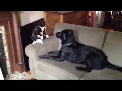 Kediden dayak yiyen köpek