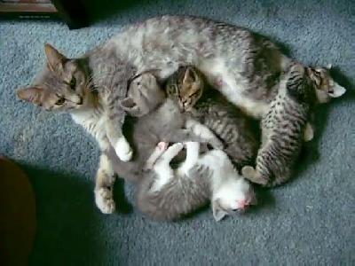 Mutlu bir aile tablosu