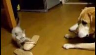 Yavru kedinin köpeğe uçarak hamlesi