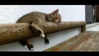 Haylaz kedi