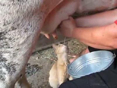 En taze inek sütü böyle içilir
