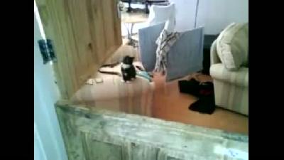 Kedi duvara fena tosladı