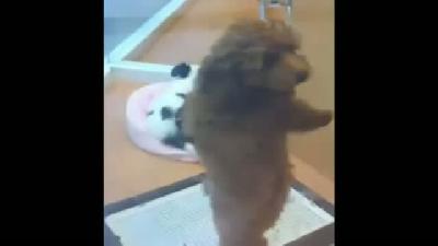 Köpekten salsa dansı