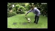video Akıllı ördek bir köpek gibi atılanları geri getiri