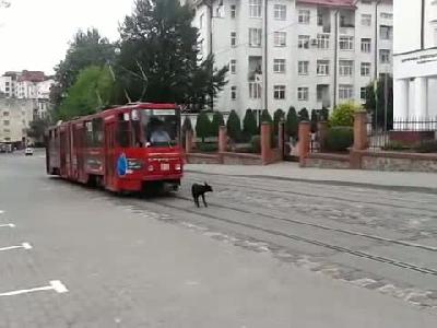 Yol kesen köpek