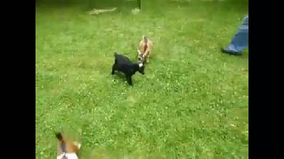 En sevimli keçi yavrusu