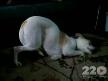 Köpeğin komik uyuma şekli