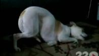 Video : Köpeğin komik uyuma şekli