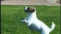 video Her eve böyle bir köpek lazım