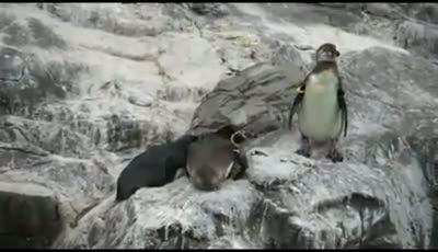 Şakacı penguen