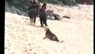 video Köpek öyle bir çifte yedi ki kendine gelemedi
