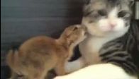 Video : Çayır köpeği ve kedinin oyunu