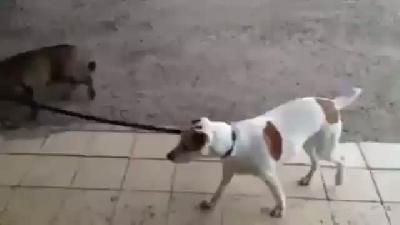 Sokakta köpek gezdiren kedi