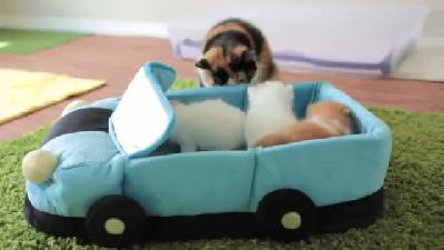 Kamyon dolusu kedi yavrusu