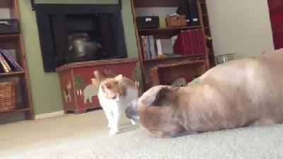 Yavru kedinin köpekle oyunu