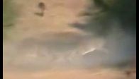video Geyiklerin kıyasıya mücadelesi