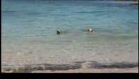 Video : Köpek balığına kafa tutan köpek
