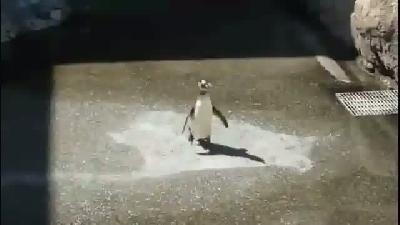 Kelebek kovalayan penguen