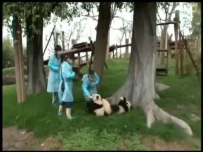 Bebek pandalardan biberon şov