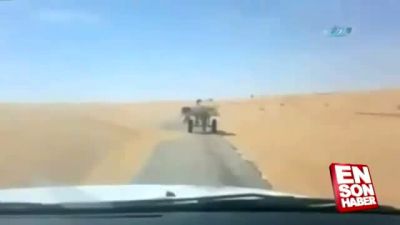 Eşek arabası kullanan köpek