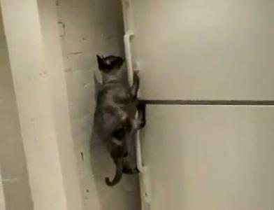 Komando kedi asla aç kalmaz