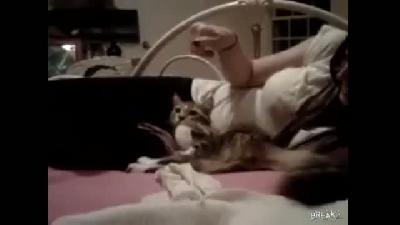 Kızı taklit eden kedi