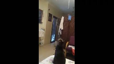 Kedi fena düştü