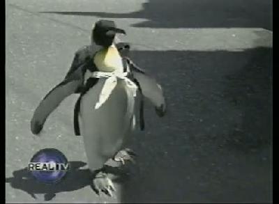 Mahallenin sevgilisi penguen
