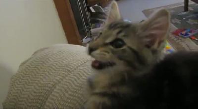 Kendini keçi sanan kedi