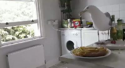 Hırsız Martı
