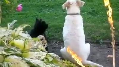 Kedi köpeğe masaj yapıyor