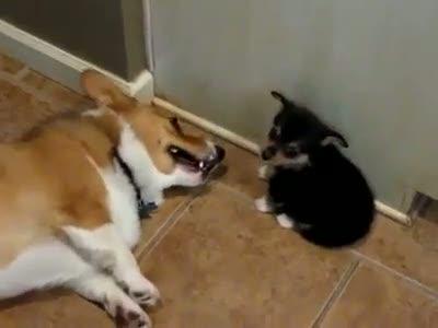 Yavru köpeğe yol vermiyor