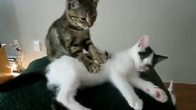 Kedi arkadaşına masaj yapıyor