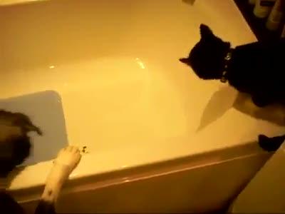 Köpeğin yaptıgı ayıp ama
