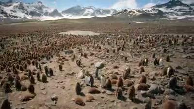 Allah Yazan Penguen Sürüsü