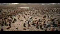 video Allah Yazan Penguen Sürüsü
