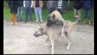 Antalya'da köpek dövüşü vahşeti!