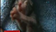Video : İki yüzlü kedi!