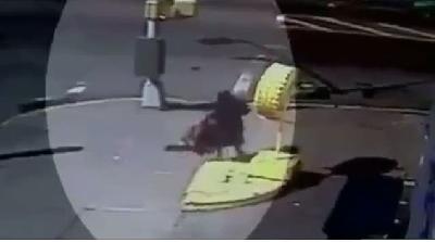 Pitbull dehşeti kamerada