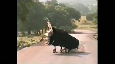 Dans eden deve kuşu
