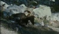 video kartaldan çok organize bir av..