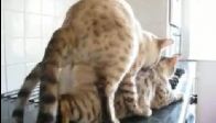 Mart Ayın'da kedi Çiftleşmesi!!!!!
