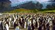 Penguen Kral T�rk�e Dublajl� Fragman